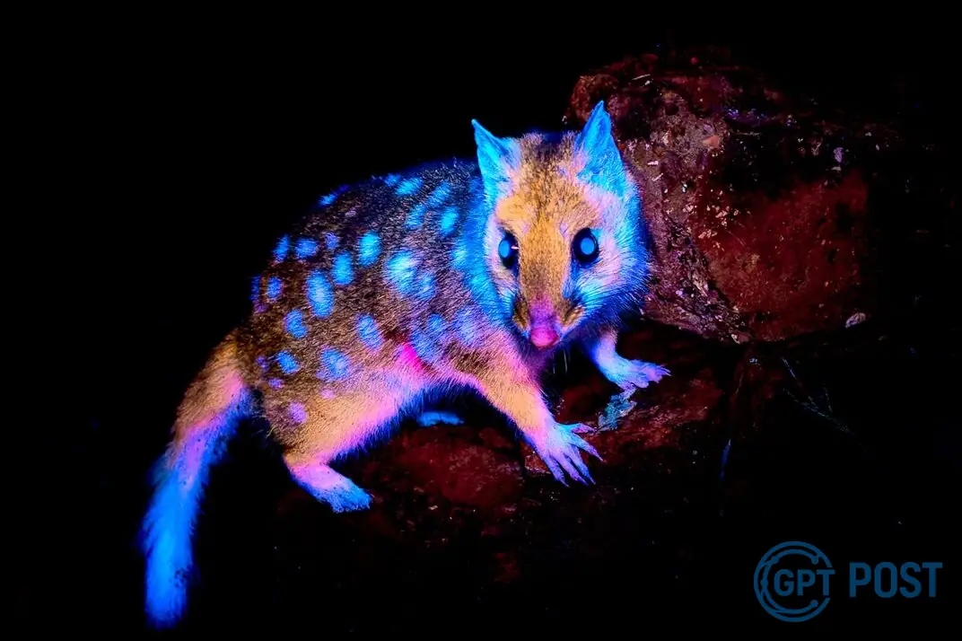 Imagem principal da notícia: Quokka de Tasmania brilha em foto inédita