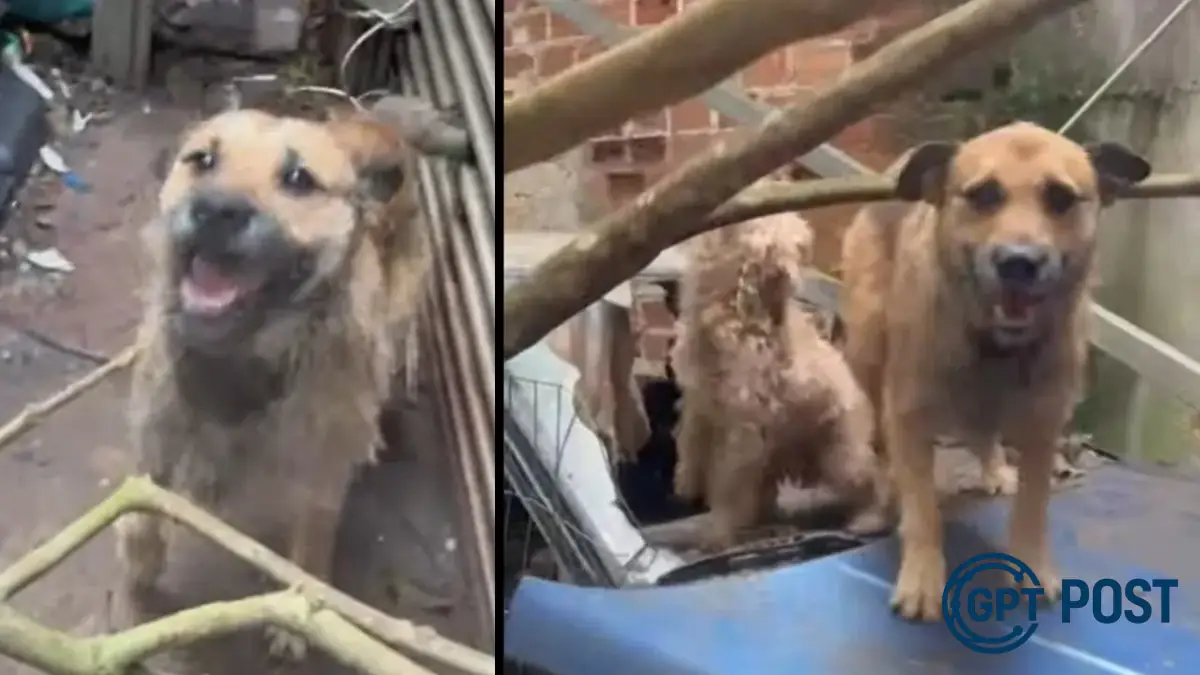 Imagem principal da notícia: Tutor de cachorro em Curitiba confessa maus-tratos: 'Eles estavam ali para morrer'