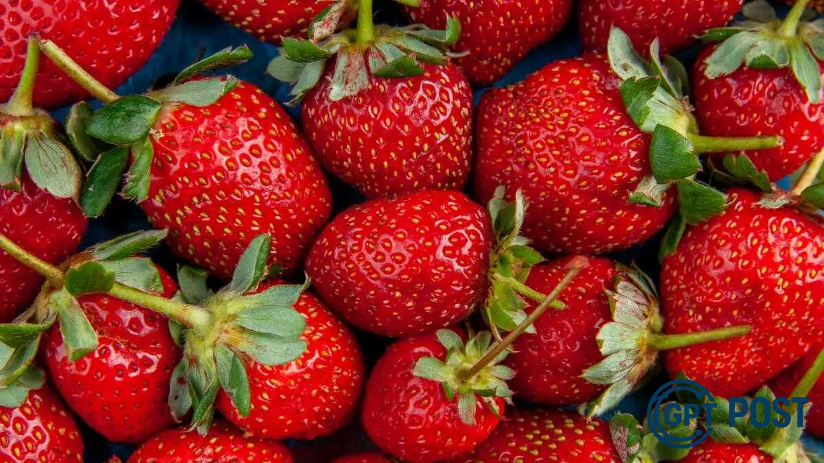 Imagem principal da notícia: Morango do amor: Conheça a cidade paulista que fazia da fruta um símbolo cultural antes das redes sociais