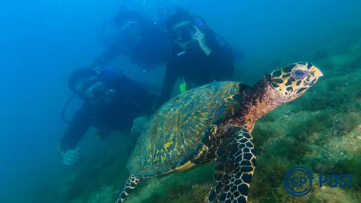 Imagem principal da notícia: Descubra o Litoral Norte de São Paulo: O Paraíso da Ecoturismo