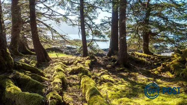 Imagem de Conhecendo a História do Povo Haida: A Revitalização Cultural em Gwaii Haanas