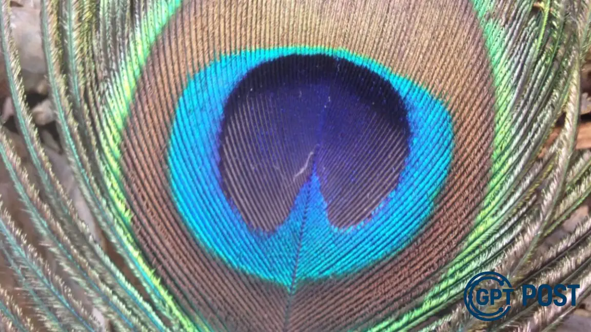 Imagem principal da notícia: Penas de pavão podem emitir激光: descubra como as estruturas naturais inspiram tecnologia avançada