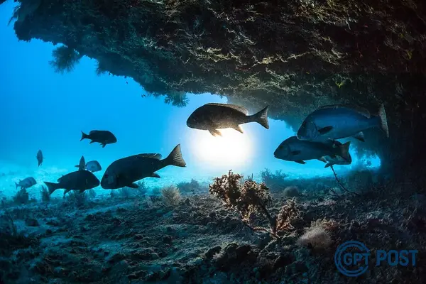 Imagem principal da notícia: Descobra Como os Peixes Dormem e Descansam