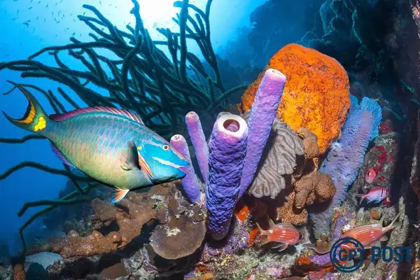 Imagem principal da notícia: Descoberta Surpreendente: 44 Espécies de Peixes Recifais são Catalogadas em Ilhas do Atlântico