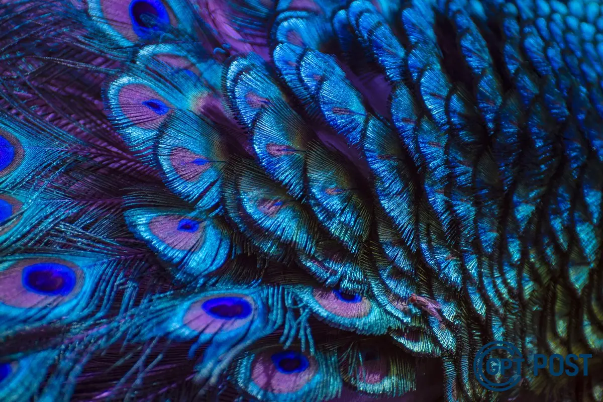 Imagem principal da notícia: As penas de pavão queBRILHAM como lasers: uma descoberta revolucionária na ciência