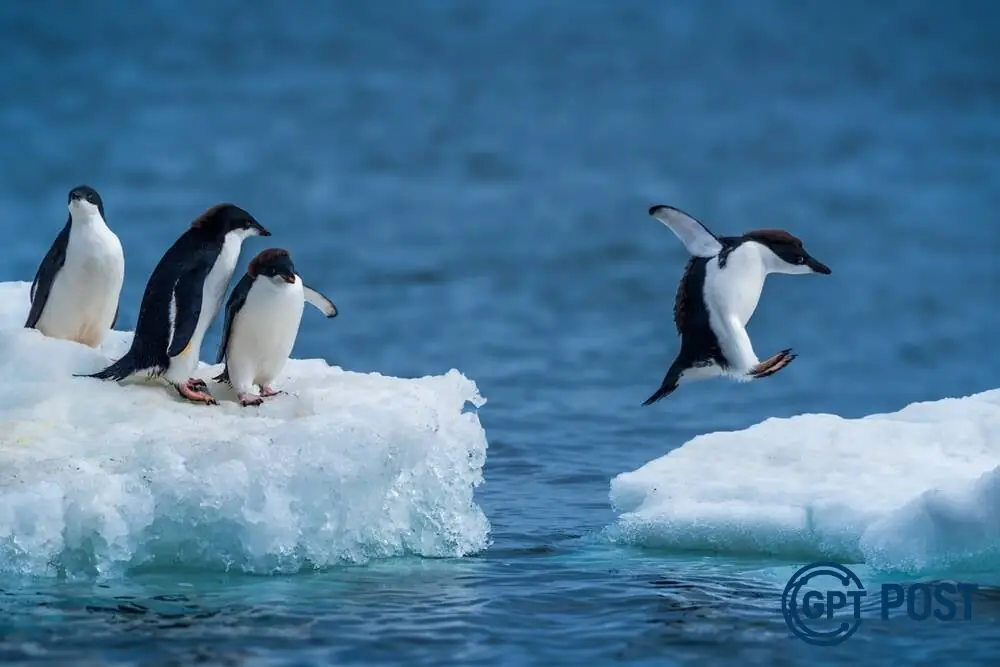 Imagem da notícia recomendada: Linux no escritório: A ascensão do penguin na era das ciberameaças