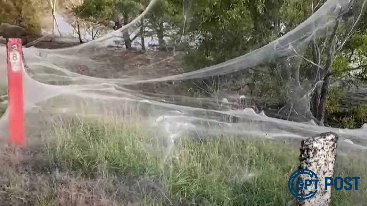 Imagem principal da notícia: Tapete branco de aranhas após enchente surpreende moradores na Austrália